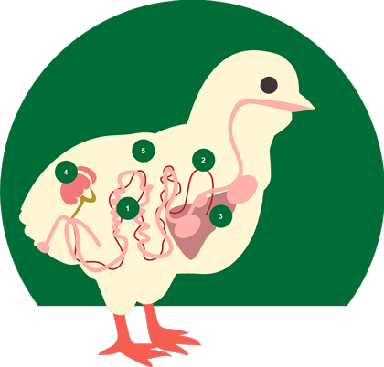 Elitox Poultry